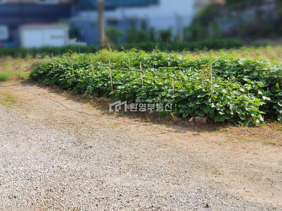 경기 고양일산동구 설문동 주택,2차선부근 매매 매물번호 10674 사진 24